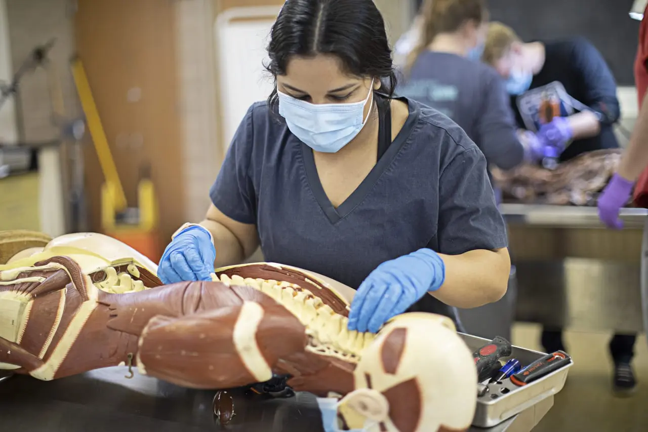 What does it take to become a chiropractor?