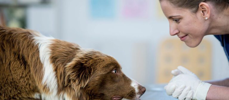 Sweere-Clinic---Animal-Chiropractic